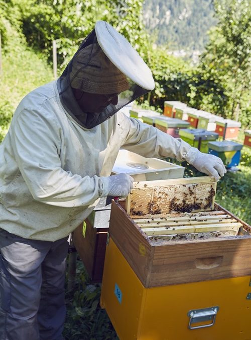 9. Fach der Woche „Swiss Alpine Honey“